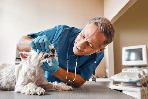 Best Dental Abscess Treatment in Mcmurray, PA